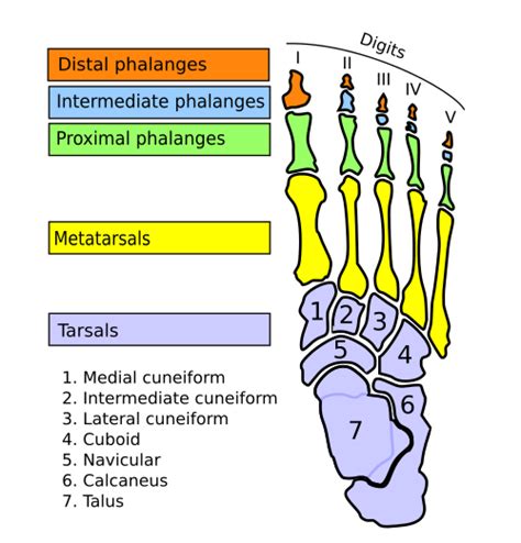 Phalanx bone - Wikiwand