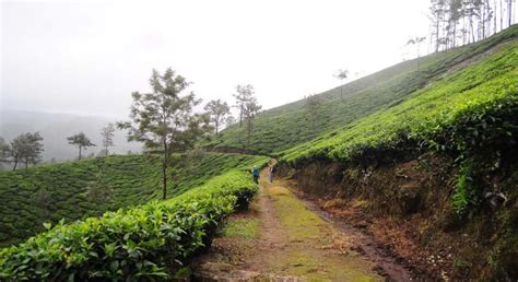 Munnar trekking