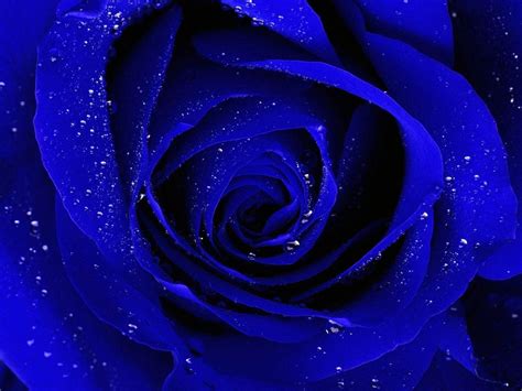 Blue Rose Wallpapers - Top Free Blue Rose Backgrounds - WallpaperAccess