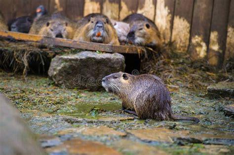 Nutria in river habitat stock image. Image of natural - 148365109