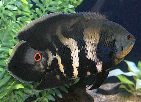 Wild Oscar - Tropical Fish Keeping