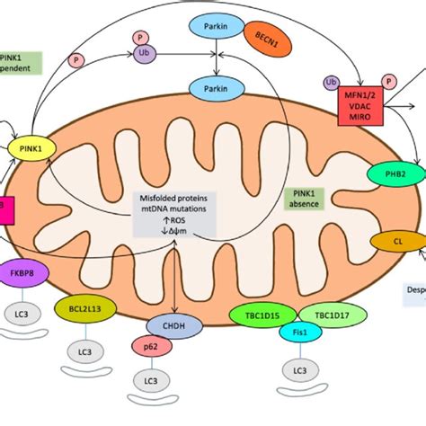 Summary of main mitophagy pathways. | Download Scientific Diagram