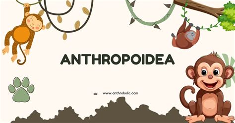 Understanding Anthropoidea in Primatology | Anthroholic