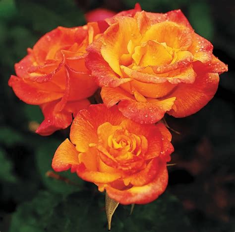 10 Hybrid Tea Rose Varieties to Grow - Birds and Blooms