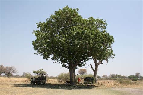 File:Sausage Tree in Botswana.JPG - Wikipedia, the free encyclopedia