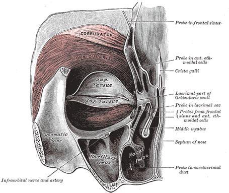 The Muscles of the Eyelid - Human Anatomy