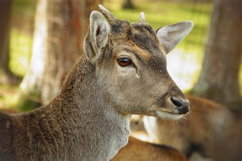 Fallow Deer Fallow Deer Roe Deer Free Stock Photo - Public Domain Pictures