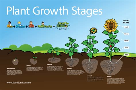 sunflower life cycle stages - Shara Barrera