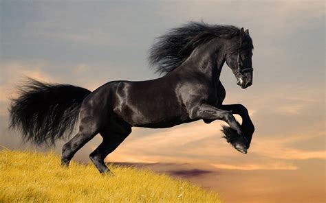 Black Mustang Horse Images & Pictures - Becuo