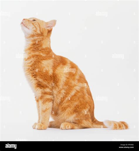 Ginger tabby cat, sitting, looking up, side view Stock Photo - Alamy