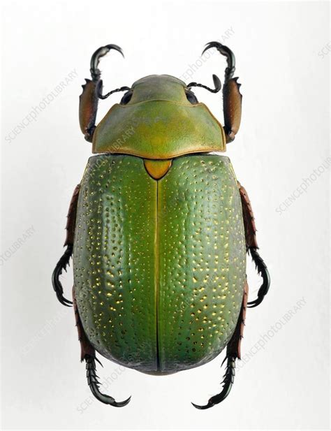 Jewel scarab beetle - Stock Image - C002/3958 - Science Photo Library