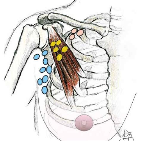 Supraclavicular Lymph Nodes Wikipedia