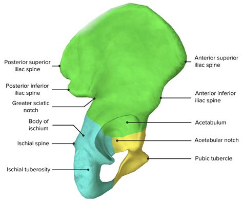 Pelvic Fractures | Concise Medical Knowledge