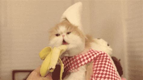 Banana Cat GIFs - Find & Share on GIPHY