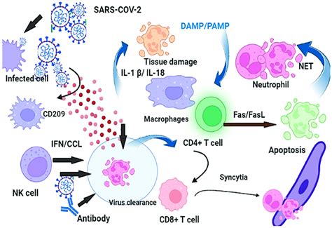 The cytokines secreted from the innate immune system counterparts and... | Download Scientific ...