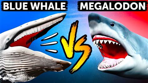 Blue Whale Compared To Megalodon