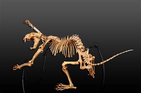 Cave lion skeleton (Panthera leo atrox) photos — PaleoArt.com