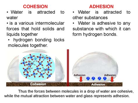 Water and its properties online presentation