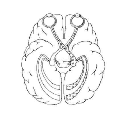 Visual Pathway Diagram | Quizlet