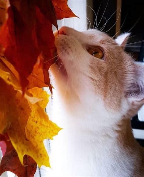 Top 50 Autumn Cat Names To Name Your New Feline Friend