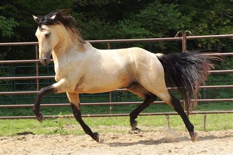 13 Interesting Facts About The Lusitano Horse That You May Not Know