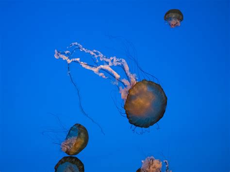 A Jellyfishes Swimming Underwater · Free Stock Photo