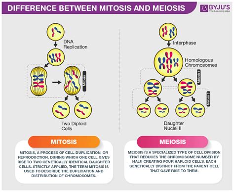 Difference Between Mitosis And Meiosis Are Explained In Detail