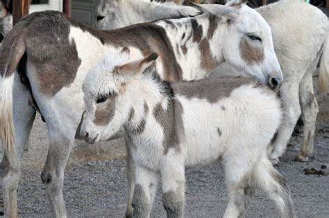 Mother And Baby Donkey Free Stock Photo - Public Domain Pictures