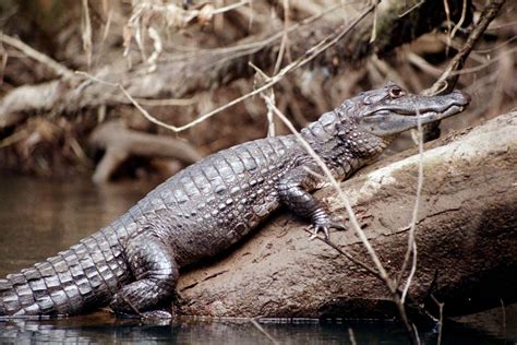 Caiman Facts-Info and New Photos | The Wildlife