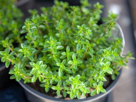 Information On Thyme Growing Indoors