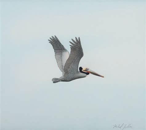 flying pelican