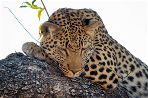 Leopard sleeping in a tree stock photo. Image of camp - 259627586