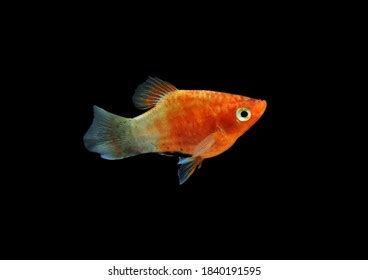 Golden Moon Platy Platy Fish Moon Stock Photo 1840191595 | Shutterstock