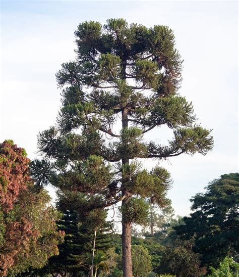 Parana Pine (araucaria Angustifolia), Pine Nut Fruit, Tree Stock Photo - Image of rustic, paraná ...