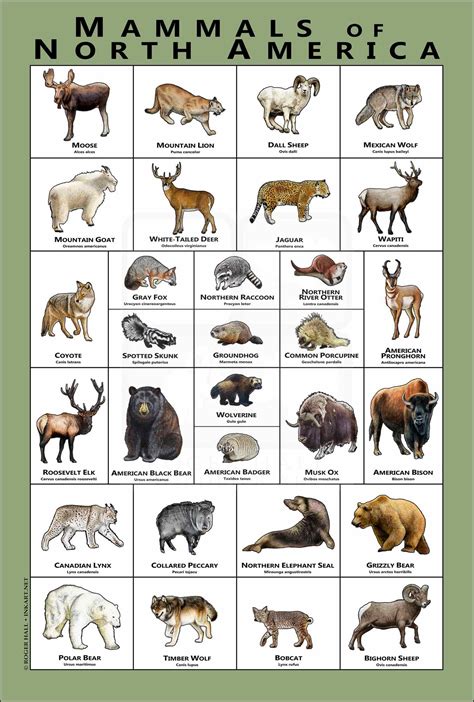 Mammals of North America Poster Print - inkart