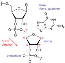 RNA - Wikipedia