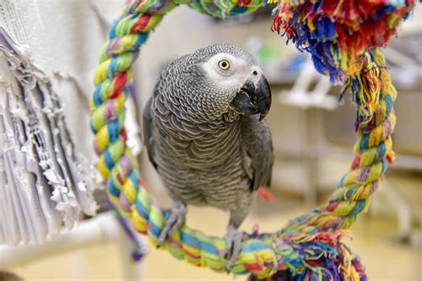 African Grey Parrot | The Maryland Zoo