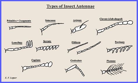 Insect Antenna Anatomy at Mark Fernandez blog