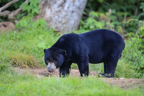 10 Most Remarkable Animals in Thailand