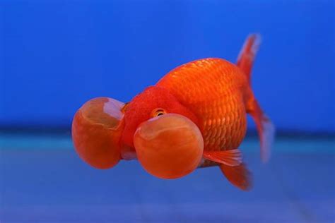 Bubble Eye Goldfish Care: Size, Lifespan, Tank Mates And More