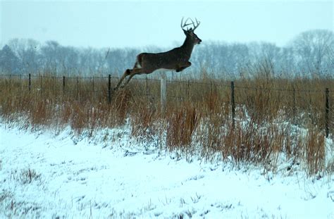 🔥 [50+] Big Whitetail Buck Wallpapers | WallpaperSafari