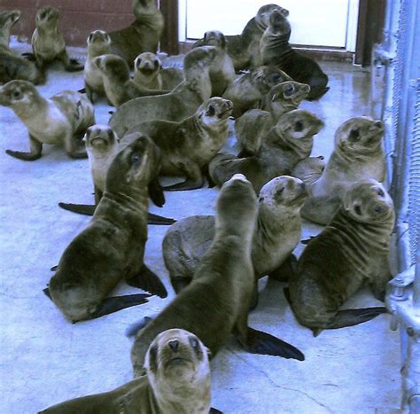 Hundreds of Starving Baby Sea Lions Wash Ashore in Mysterious Mass Stranding | WIRED