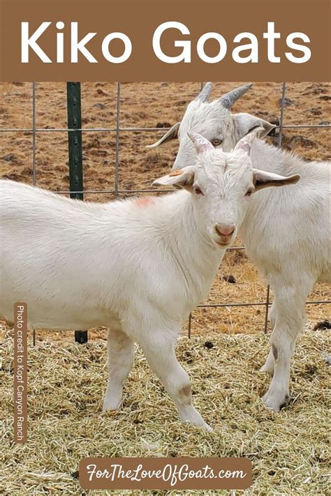 Kiko Goats