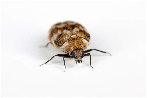 4 Ways to Use Carpet Beetle Traps - Pest Control