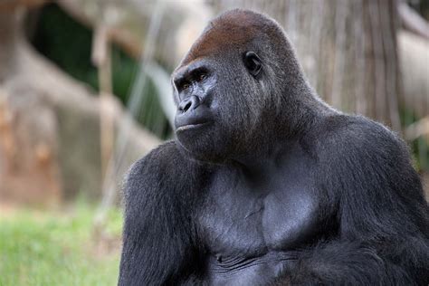 Western Gorilla - How many Western Gorillas are left? - Primates Park