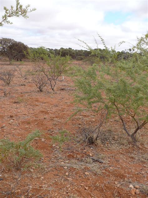 Common plants in the rangeland shrublands of Western Australia | Agriculture and Food