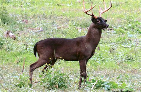 Melanistic Whitetails: Here’s What We Know - Sporting Classics Daily