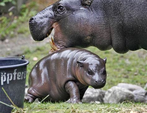 Mom and baby hippo - Hippos Photo (24490520) - Fanpop