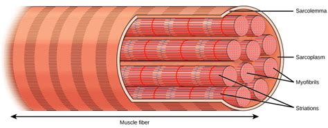 Muscle Contraction and Locomotion | Biology II