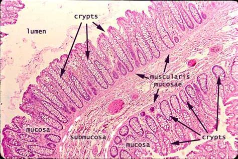 Histology at SIU